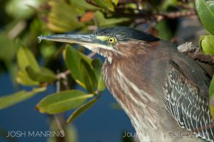 Josh Manring Photographer Decor Wall Art -  Florida Birds Everglades -165.jpg